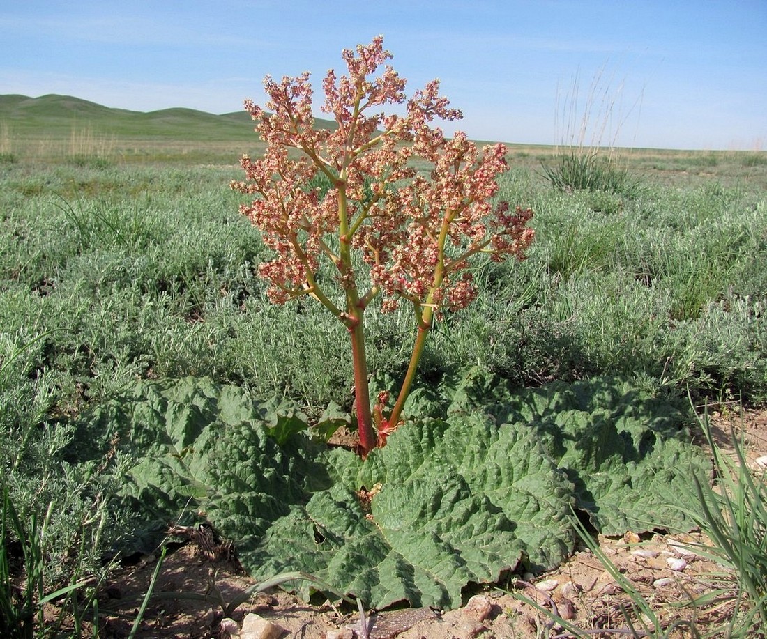 Изображение особи Rheum tataricum.