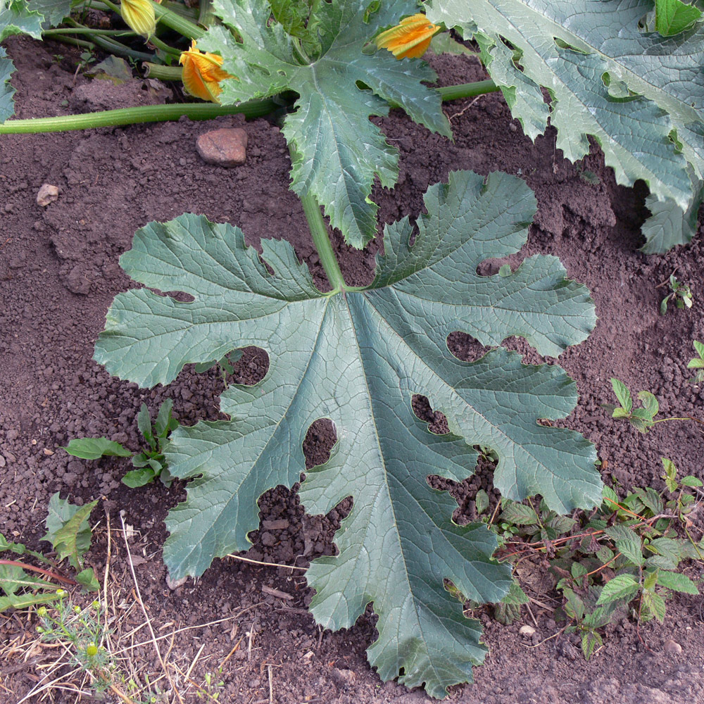 Image of Cucurbita pepo specimen.