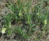 Onosma volgensis. Цветущее растение на степном южном склоне. Самара, Сокольи горы. 10.05.2009.
