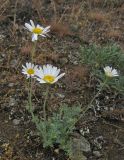 Anthemis tranzscheliana