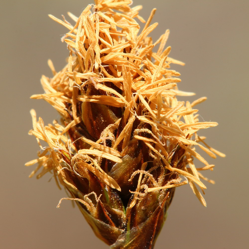 Осока узколистная (Carex stenophylla)