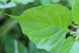 Solanum подвид schultesii