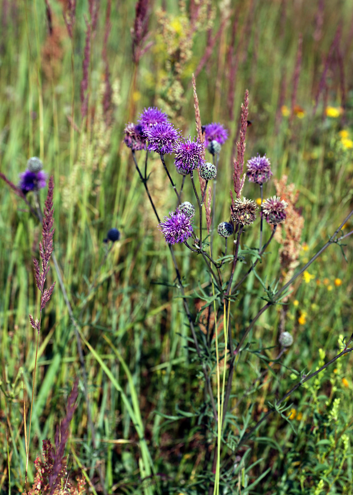 Изображение особи Centaurea scabiosa.