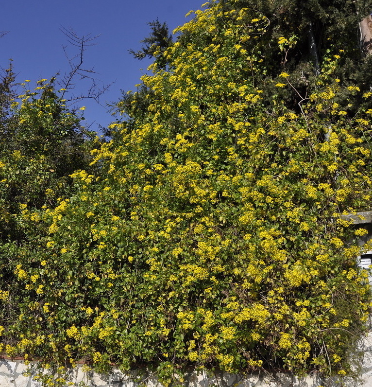 Изображение особи Senecio angulatus.