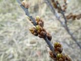 Hippophae rhamnoides. Часть побега с почками в начале вегетации. Московская обл., г. Электрогорск, залежь. 18.04.2014.