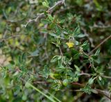 Berberis microphylla. Цветущие и плодоносящие ветки. Германия, г. Дюссельдорф, Ботанический сад университета. 04.05.2014.