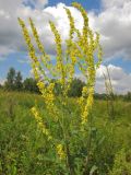 Verbascum marschallianum. Цветущее растение. Татарстан, Бавлинский р-н. 08.07.2014.