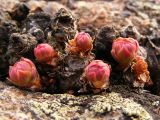 Rhodiola rosea. Просыпающиеся после зимы побеги. Кольский п-ов, Восточный Мурман, окр. Дальние Зеленцы, берег моря напротив островов Гусинцы. 18.05.2009.