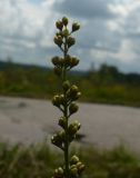 Veronica longifolia