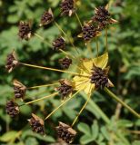 Bupleurum longifolium подвид aureum. Соплодие со зрелыми плодами. Восточный Казахстан, Глубоковский р-н, окр. с. Тарханка, западный склон сопки. 02.08.2015.