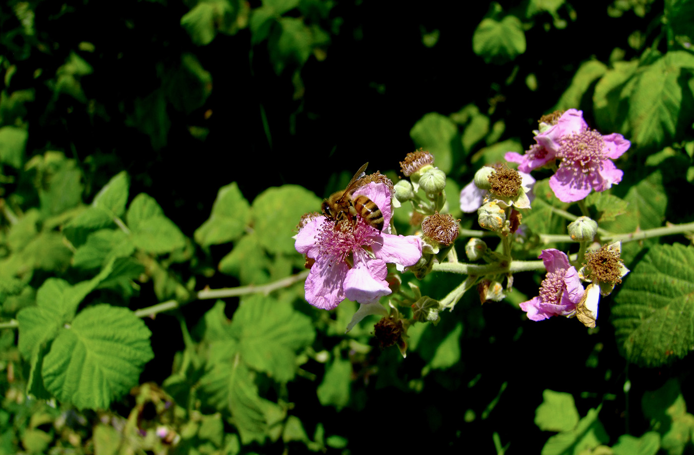 Изображение особи Rubus sanctus.