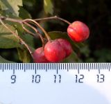 Crataegus monogyna. Плоды. Ростовская обл., Азовский р-н, Александровский лес, обочина лесной дороги. 04.10.2015.