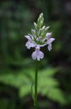 Dactylorhiza maculata