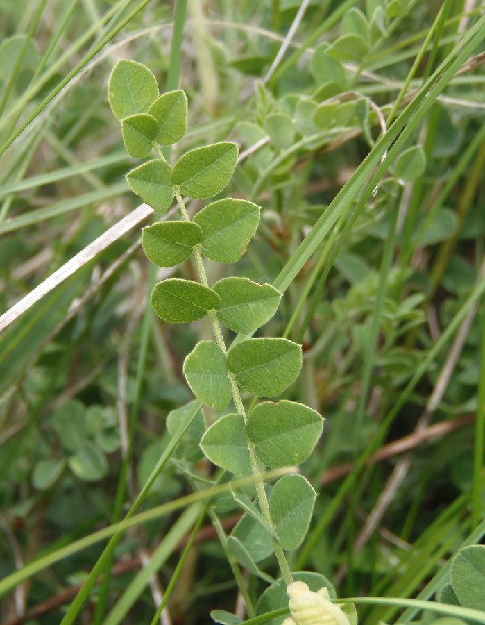 Изображение особи Calophaca wolgarica.