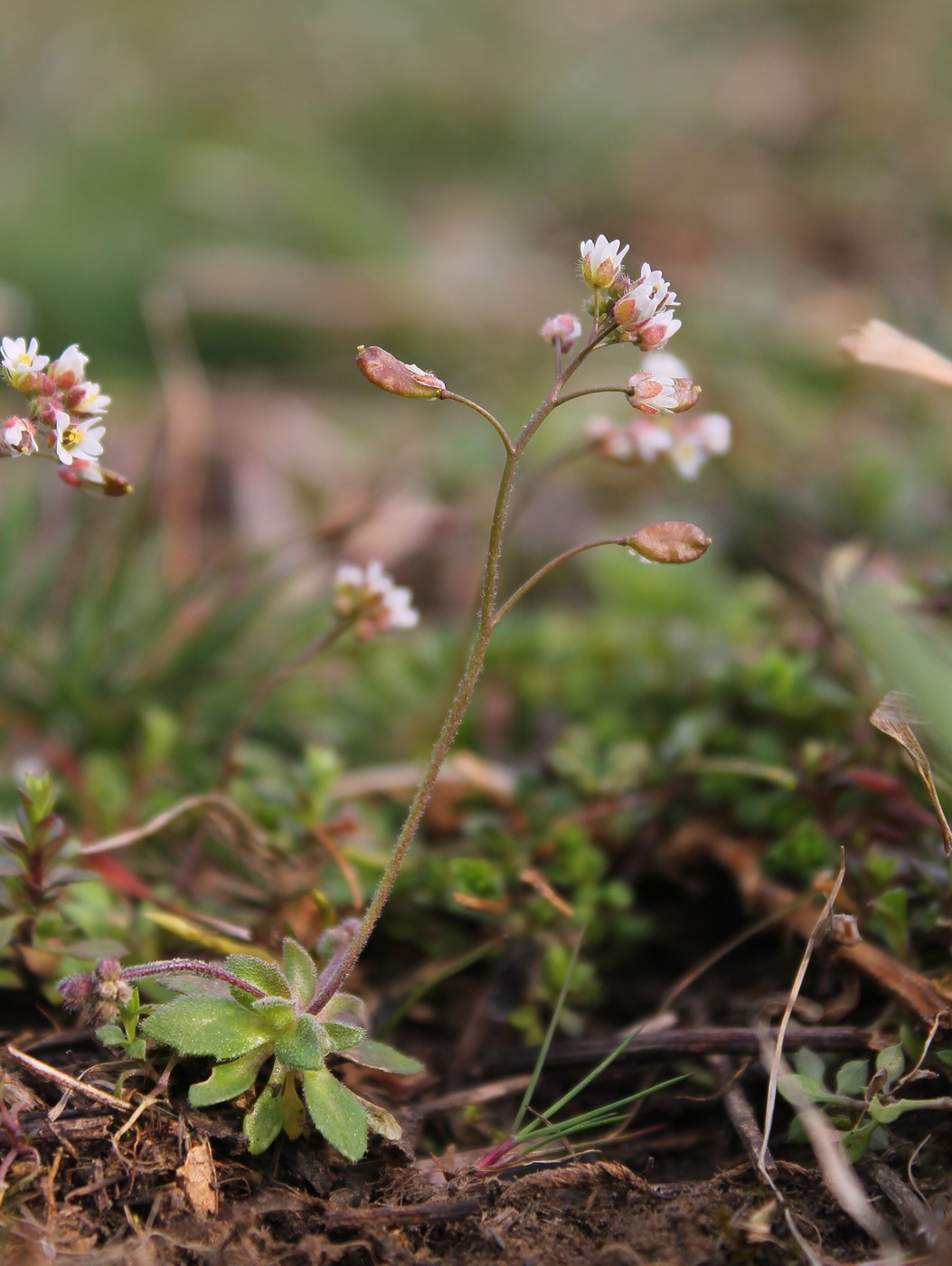 Изображение особи Erophila verna.