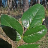 Mahonia repens