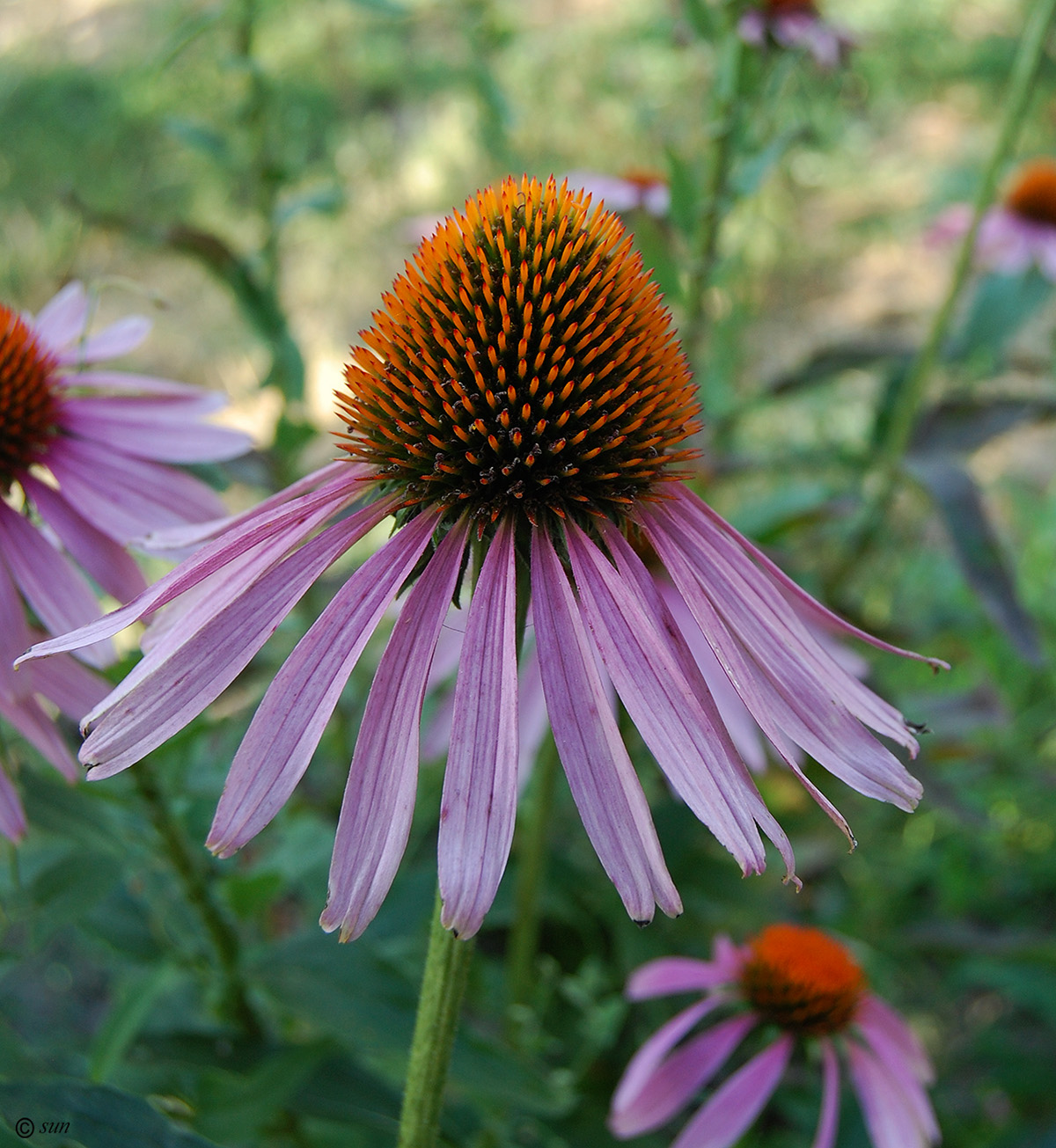 Image of Echinacea purpurea specimen.