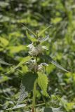 Lamium album