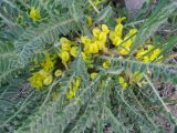 Astragalus polyphyllus