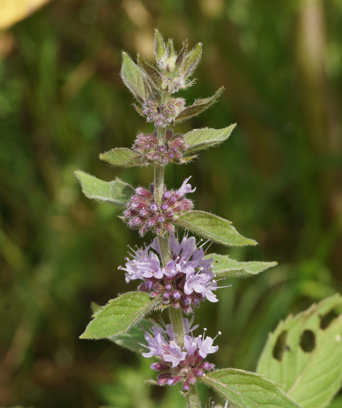 Изображение особи Mentha arvensis.