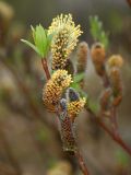 Salix phylicifolia. Ветвь цветущего мужского растения. Мурманская обл., Североморский р-н, окр. пос. Росляково. 19.05.2010.