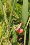 Lathyrus cicera