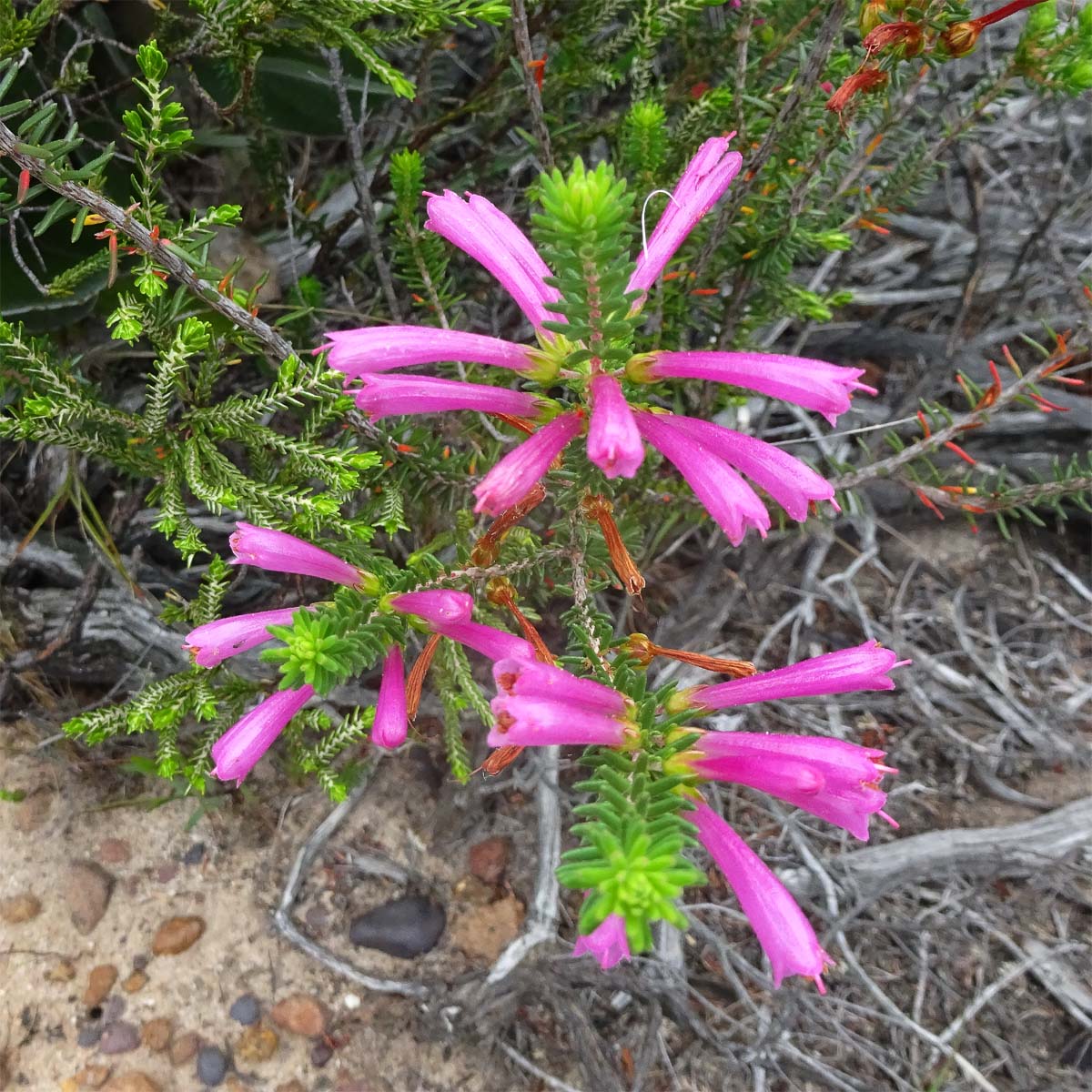 Изображение особи Erica verticillata.