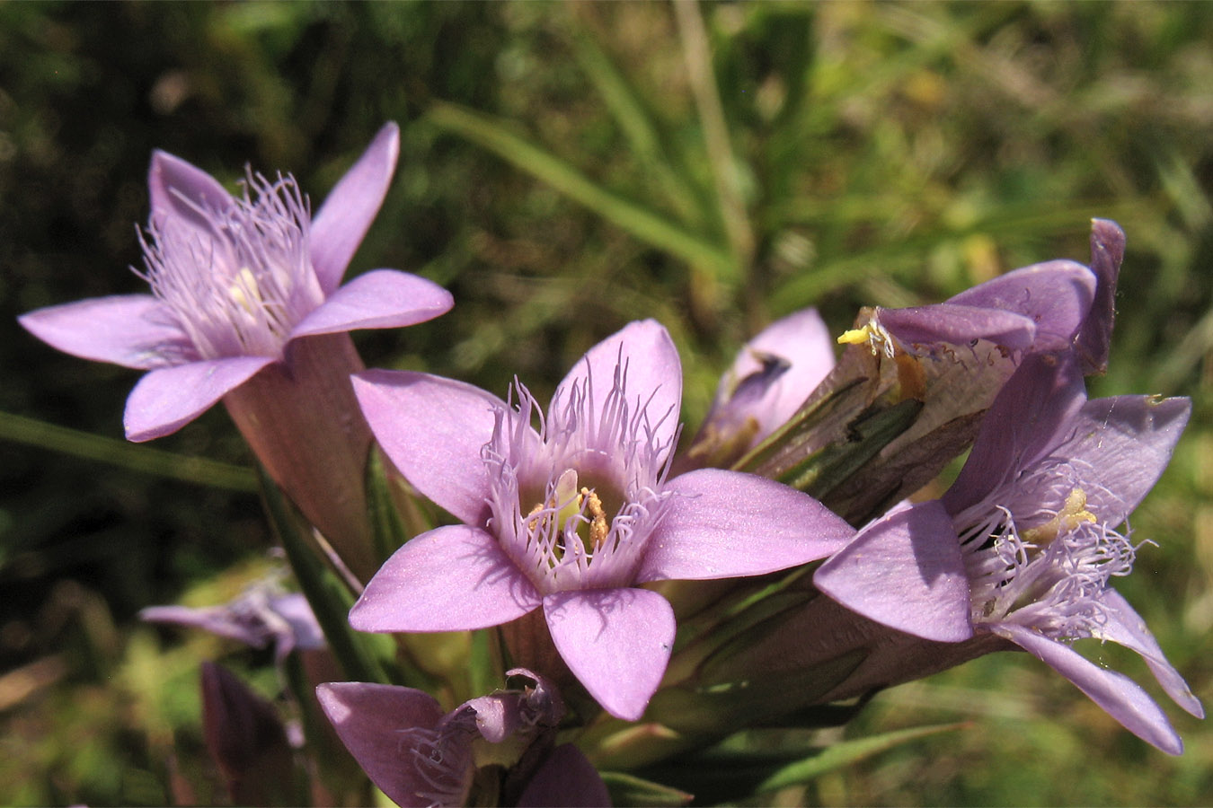 Изображение особи Gentianella amarella.