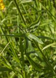 Centaurea scabiosa. Средняя часть побега с пазушным листом. Пермский край, Верещагинский р-н, окр. дер. Усть-Сепыч, долина р. Лысьва, луг. 7 июля 2018 г.