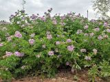 Pelargonium graveolens