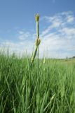 Dianthus elongatus