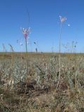 Allium praescissum