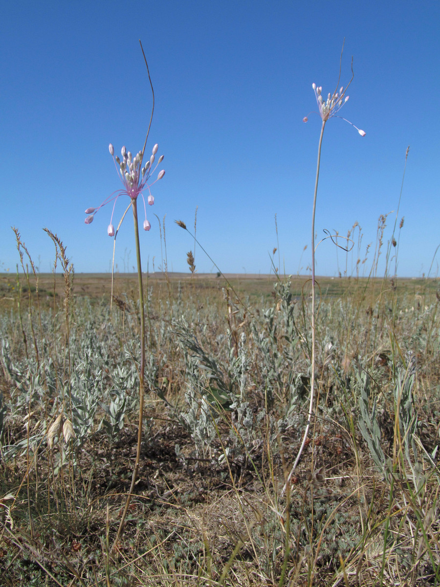 Image of Allium praescissum specimen.