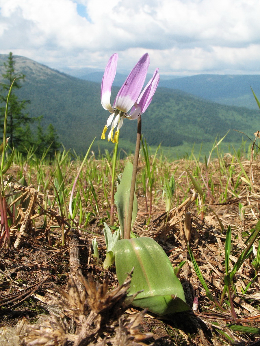 Изображение особи Erythronium sibiricum.