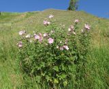 Malva thuringiaca