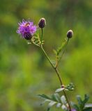 Serratula coronata