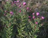 Symphyotrichum novae-angliae