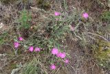 Dianthus versicolor. Цветущее растение. Иркутская обл., Ольхонский р-н, окр. с. Сахюрта, Тутайский залив оз. Байкал, береговой склон, степь. 13.07.2019.