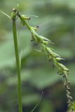 Platanthera ditmariana. Верхушка плодоносящего растения со сломанным цветоносом. Сахалинская обл., Томаринский р-н, окр. г. Томари, долина правого притока р. Томаринка в нижнем течении, смешанный лес. 03.08.2017.