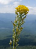 Alyssum trichostachyum