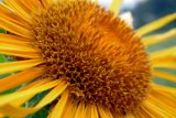 Inula magnifica. Центральная часть соцветия. Республика Адыгея, Майкопский р-н, Кавказский биосферный заповедник, восточное подножие горы Фишт, территория туристского приюта \"Фишт\", выс. ок. 1590 м н.у.м., высокотравный луг. 01.08.2020.