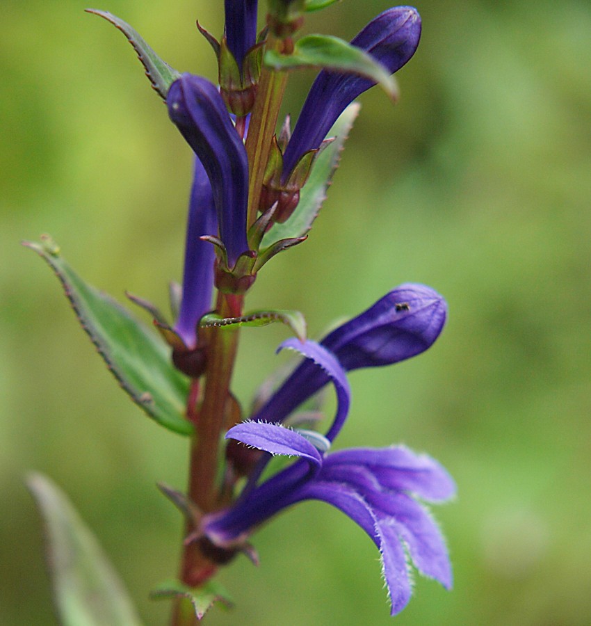 Image of Lobelia sessilifolia specimen.