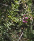 Astragalus cornutus