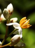 Nandina domestica