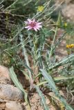 Tragopogon ruber. Цветущее растение. Таджикистан, Согдийская обл., Исфара, пестроцветы. 1 мая 2023 г.