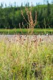 Rumex thyrsiflorus. Верхушка плодоносящего растения. Республика Саха (Якутия), Хангаласский улус, левый берег р. Сиинэ (Синяя) выше устья р. Сылбах, каменистый пойменный луг. 28.07.2023.