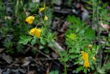 Chelidonium majus. Верхушка побега с соцветием. Красноярский край, Берёзовский р-н, долина р. Мана, подножие каменистого склона. 06.06.2022.