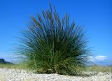 Ammophila подвид arundinacea