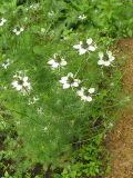 Nigella damascena