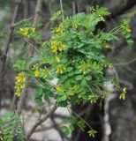 Hippocrepis emeroides. Верхушка расцветающего растения. Южный Берег Крыма, пос. Новый Свет, гора Караул-Оба. 06.05.2011.